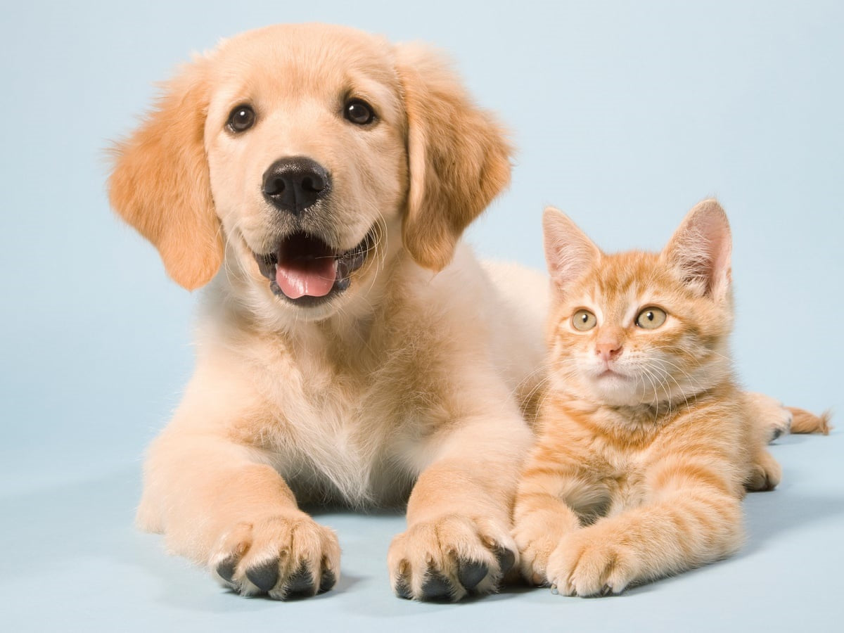 Pet Care